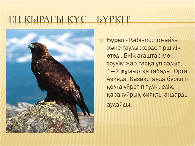 Ең қырағы құс – бүркіт. Бүркіт - Көбінесе тоғайлы және таулы жерде тіршілік етеді.